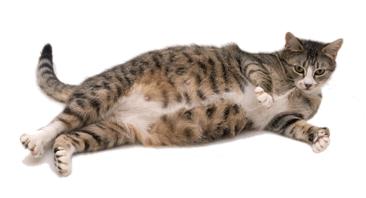 Выбор корма для беременных и лактирующих кошек - Выбор корма для кошки -  Каталог статей - "Забота" Зоомаркет. Товары для животных в интернете